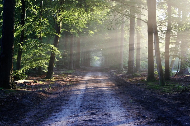 Forest Key